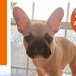 Capri - Fawn French Bulldog puppy in New York, New York from Metro Frenchies