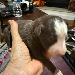 Red and white boy 2 - Red male Border Collie puppy in Jackson, New Jersey from NJ Bees BC