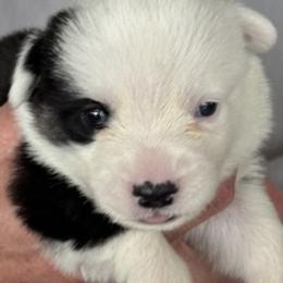 Boy 1 - Black and white male Cardigan Welsh Corgi puppy in Huntington Beach, California from Gingerbread