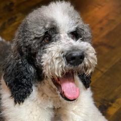 Charlie - Poodle