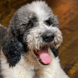 Charlie - Poodle