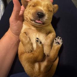 Male 6 - Golden male Golden Retriever puppy in Salisbury, North Carolina from Piedmont Golden Retrievers