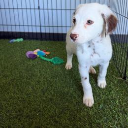 Henry long coat LUA - White and liver brown male Dalmatian puppy in Sedalia, Missouri from Missouri Dalmatians