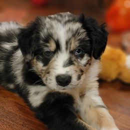 Australian Shepherd Puppies from Summit Australian Shepherds