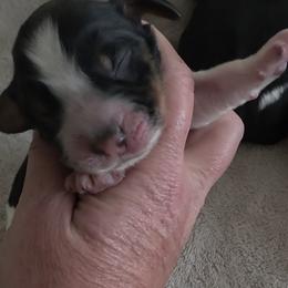Lark - Tri-Roan female English Springer Spaniel puppy in Florida from Thunderbird Springers