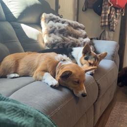 Pembroke Welsh Corgi Puppies from Top-Notch Paws