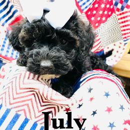 Goldendoodle Puppies from Magnolia Mini Goldendoodles