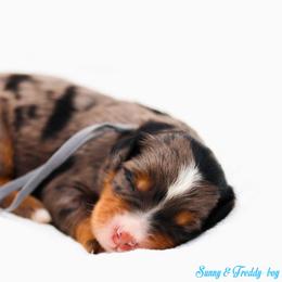 Iron Man - Blue merle male Bernedoodle puppy in Diamond Bar, California from Furrytaildoodles
