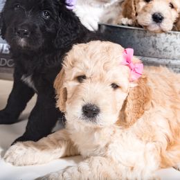 Bernedoodle Puppies from Sugarcreek Haven Bernedoodles