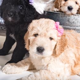 Bernedoodle Puppies from Sugarcreek Haven Bernedoodles