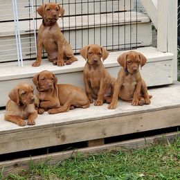 Vizsla Puppies from High Trail Connection