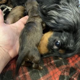 Dancer -  Chocolate Sable - Chocolate male Dachshund puppy in Garfiled, Arkansas from Iron Bear Livestock & Dachshunds