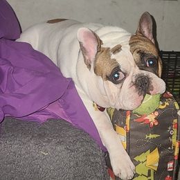 French Bulldogs from Bluebird French Bulldogs