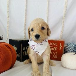 Autumn - Cream female Goldendoodle puppy in Cedartown, Georgia from Loyal Doodles
