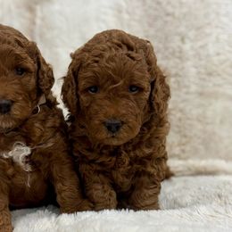 Bear - Dark golden male Golden Retriever puppy in North Highlands, California from The Purrfectpups