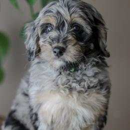 Malea - Blue merle female Aussiedoodle puppy in Crete, Nebraska from Doodles & Co