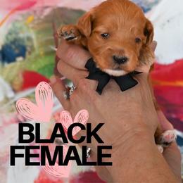 Black - Red  female Goldendoodle puppy in Platteville, Wisconsin from Beck Kennel