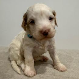 Blue collar boy - Parti male Goldendoodle puppy in Ridgewood, New Jersey from Jessie’s Doodles