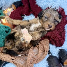 Pink collar girl - Merle female Bernedoodle puppy in Crete, Illinois from Plum Valley Pups