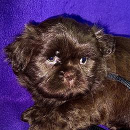 Lawrence - Liver male Shih Tzu puppy in North Central Oregon, Oregon from T-Amore Shih Tzu