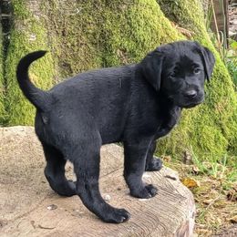 Labrador Retrievers from Bullruns Labradors