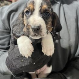 Boy 5 - Black brown and white male Basset Hound puppy in Noblesville, Indiana from Russell Bassets