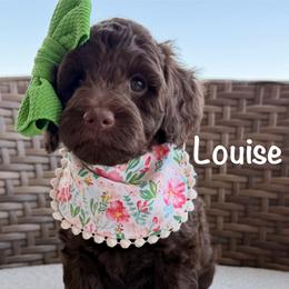 Pink Collar - Chocolate female Goldendoodle puppy in Blanchard, Oklahoma from Dream Doodles by Dondi