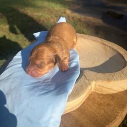 Sarah - Red female Dachshund puppy in Bald Knob, Arkansas from Victoria’s Dachshunds
