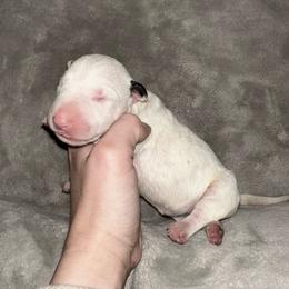 Girl 5 - White female Bull Terrier puppy in Trussville, Alabama from Alabama Bull Terriers