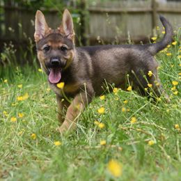 German Shepherd Puppies from Patriot Shepherds
