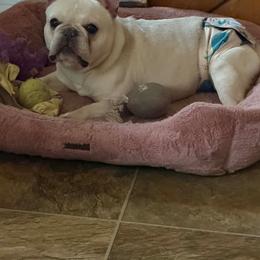 Maiko - Cream male French Bulldog puppy in Marion, Virginia from Frenchies Vom Reiches Tal