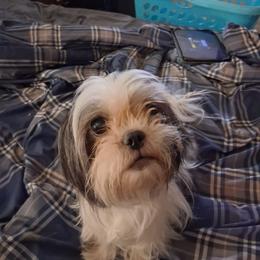 Callie - Shih Tzu
