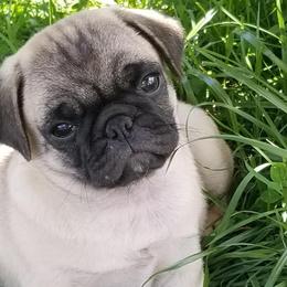 Pugs from Tracy's Pugs