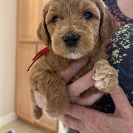 Mr Red - Red  male Goldendoodle puppy in Vacaville, California from North Bay Goldendoodles