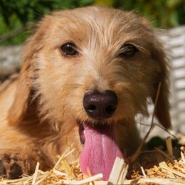 Murphy - Dachshund