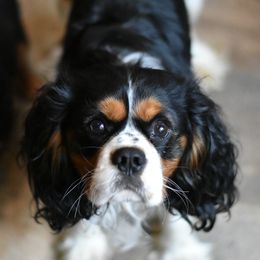 Cavalier King Charles Spaniels from HillTop Cavaliers