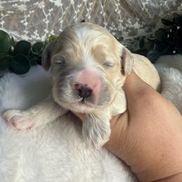 Male 2 - Cream male Cockapoo puppy in Mississippi from Ewing Acres
