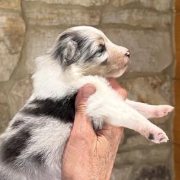 Shetland Sheepdog Puppies from Somerlake Shetland Sheepdogs