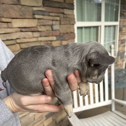 French Bulldog Puppies from Frenchiesbysouthernbell
