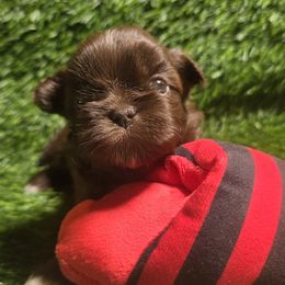 Cyrus - White male Shih Tzu puppy in Brighton, Missouri from Morningstar's Shih Tzu