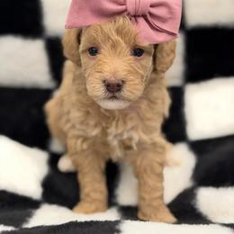 Light Pink Girl 3250 free USdelivery - Apricot female Goldendoodle puppy in Mayfield, Utah from Ruff Country Doodles