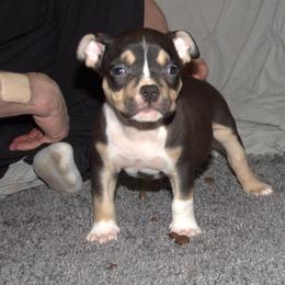 Barroco - Black tri-color male American Bully puppy in Orlinda, Tennessee from SimplyBullies