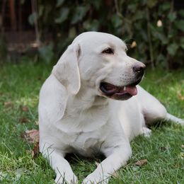 Marco - Labrador Retriever