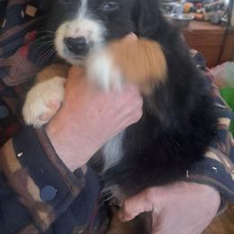 Boy 1 - Black tri-color male Australian Shepherd puppy in Bowler, Wisconsin from Stice's Australian Shepherds