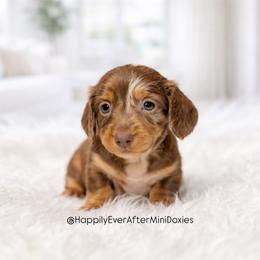 Juliette - Chocolate and tan female Dachshund puppy in Robesonia, Pennsylvania from Happily Ever After’s Puppies