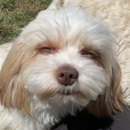 Fern - Morkie