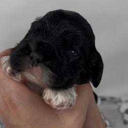 Valor - Black and white male Cocker Spaniel puppy in Cincinnati, Ohio from Abundance of Joy LLC Cocker Spaniels