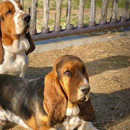 Basset Hounds from Out West Bassets