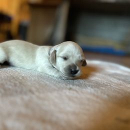 7th Born ee Cream Female - Cream Dachshund puppy in Rochester, Washington from Curtiss Dachshunds