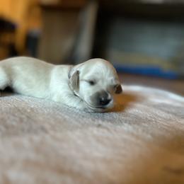 7th Born ee Cream Female - Cream Dachshund puppy in Rochester, Washington from Curtiss Dachshunds